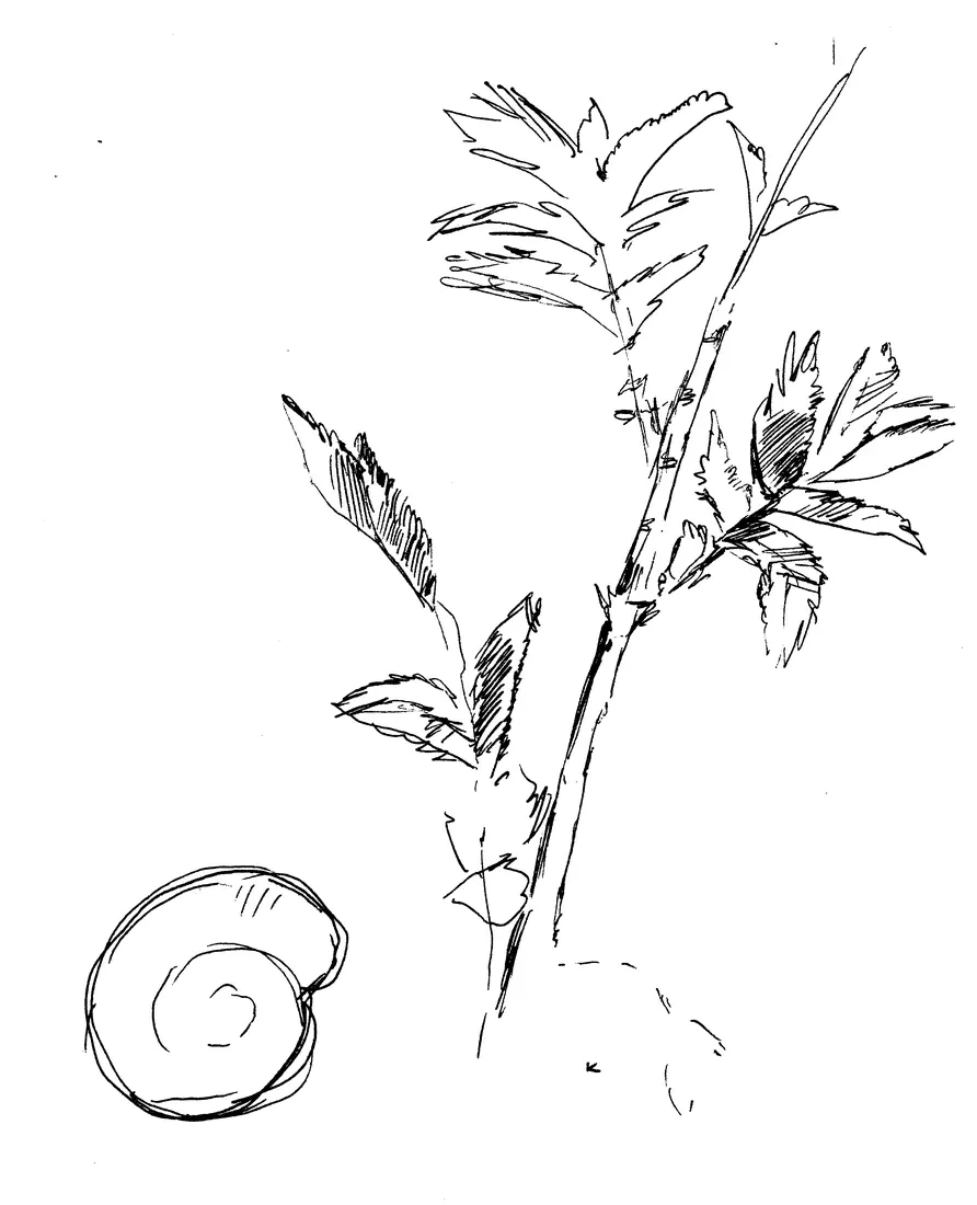 Koiranputken vihellys — Kotilo, The snail shell